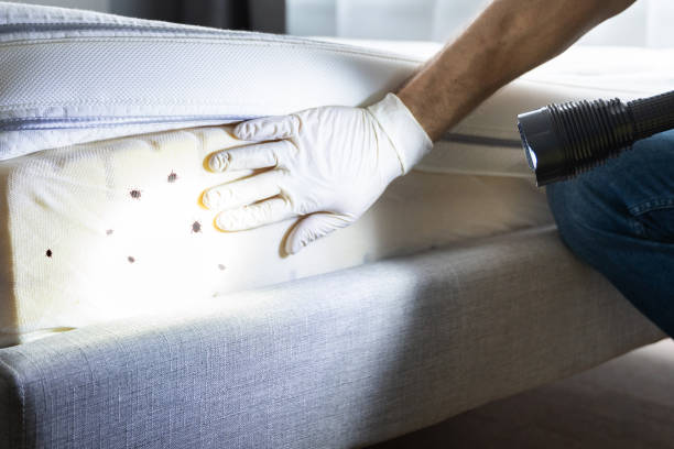 Best Rat Extermination Near Me  in King City, OR